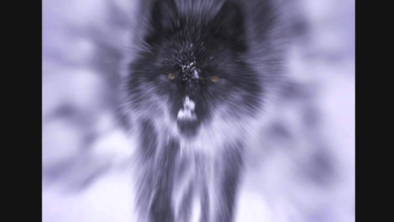 The Wolf Doesn't Howl So Loud YouTube