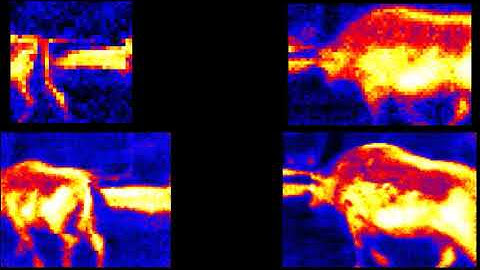 Heimann Sensor Infrared Array - Animal Quiz