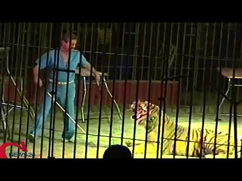 TRIGGIANO | Domatore ucciso e sbranato da 4 tigri al Circo Orfei