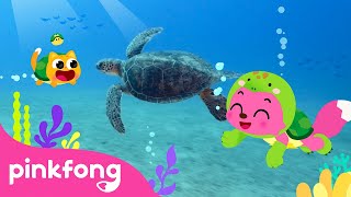 im a baby turtle sneak peek of baby turtles day kids nursery rhyme pinkfong ninimo