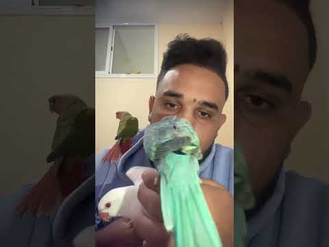 Parrots lovers 🦜😍#pets #pyrrhura #birdslover #parrotvideo #birds #birds #indianringneck