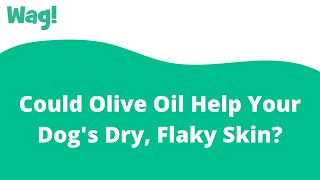 Could Olive Oil Help Your Dog's Dry, Flaky Skin? | Wag! screenshot 5