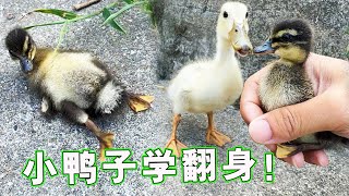 Little Koer duck, you must be careful when walking.