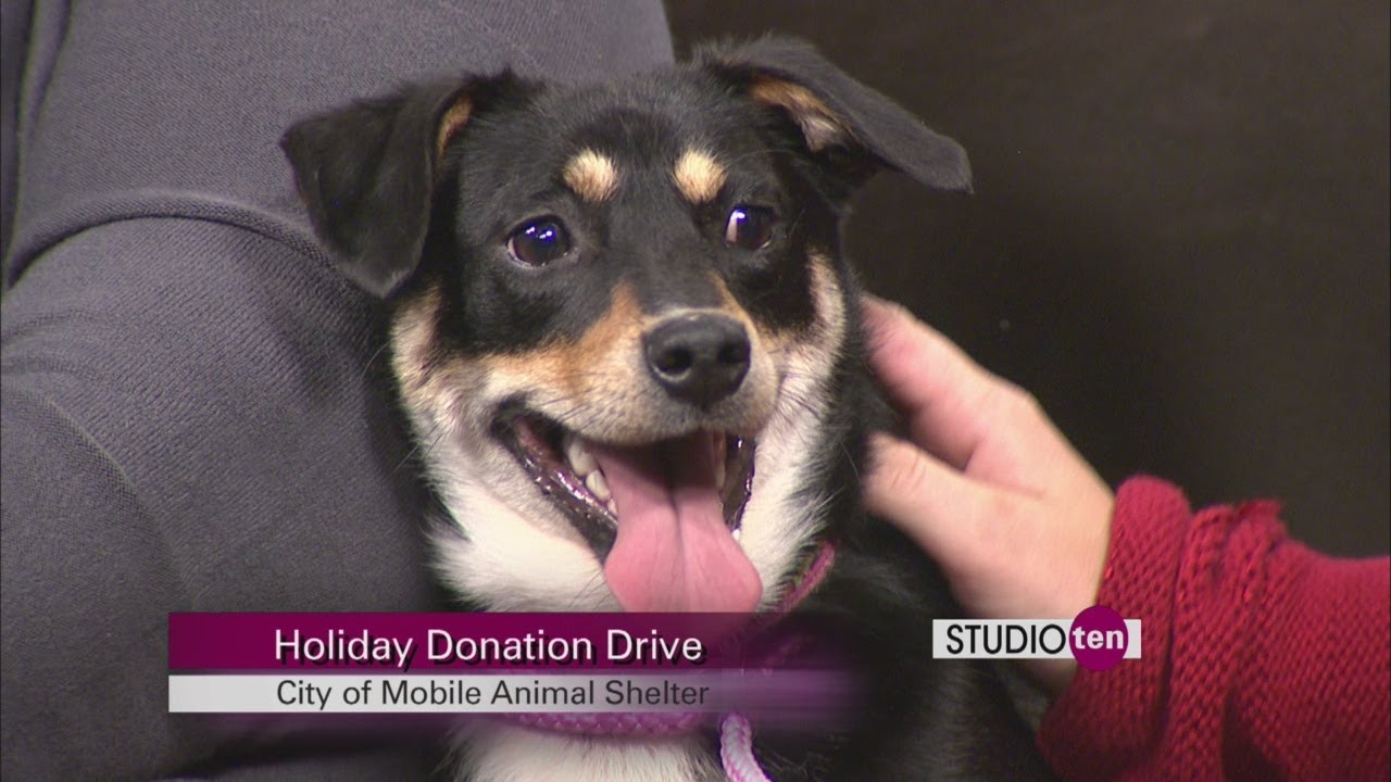Studio10: holiday donation drive for Mobile animal shelter