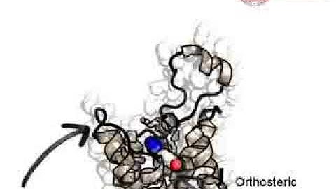 T4E-hA2A Adenosine Receptor Recognition Supervised Molecular Dynamics