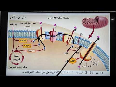 فيديو: ما هي مرحلة التنفس الخلوي التي تنتج أكبر قدر من ATP؟