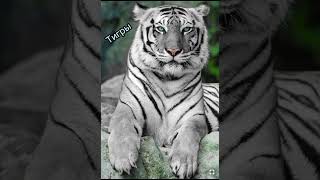 Тигры!🐅