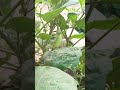 My home garden @ AKP # green leafy vegetables #