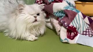 猫を観察するだけの動画 by レンヂ(猫)の動画 103 views 3 months ago 2 minutes, 11 seconds