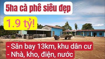 Bán vườn cà phê đẹp giá rẻ, đất đỏ bazan, đầu tư bất động sản tây nguyên
