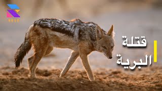 The most deadly animals in Africa, Episode 6: Wild Killers, full HD