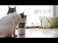 僕たちが猫草を食べているだけの動画。食べる音と姿に癒されよう。ヒーリング動画〜ニャンコ先生似のとら吉とまだら〜［仲良し猫toramadaVlog#17］