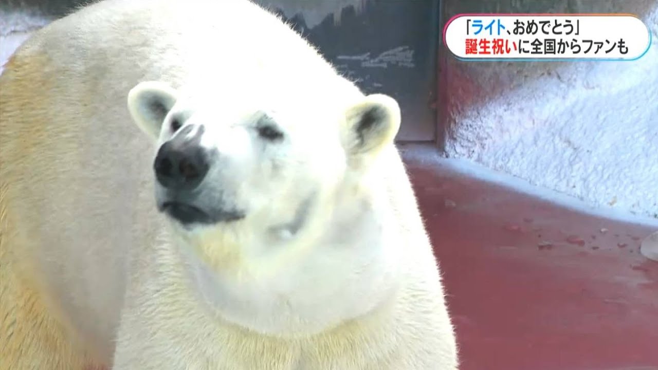 推しは「ライト」平川ホッキョクグマ10歳に プレゼントは寄付のサケ 全国からファン(MBCニューズナウ 2023年11月20日放送)