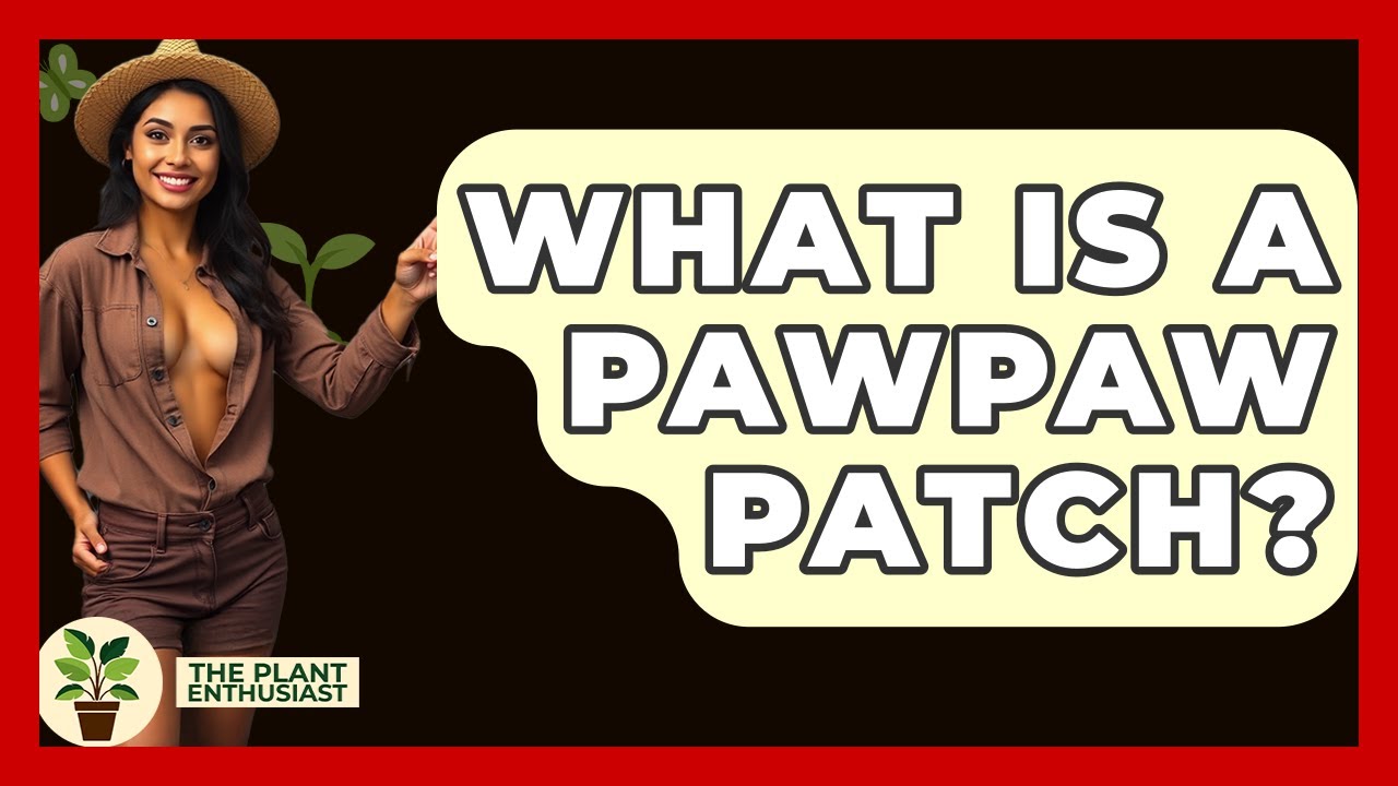 What Is A Pawpaw Patch? - The Plant Enthusiast