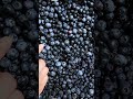 Blueberries Exposed 💙💜 What Secrets Are Hiding Inside?! #berry #secret