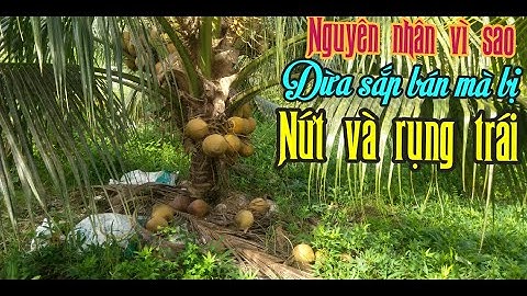 NGUYÊN NHÂN VÌ SAO DỪA CHUẨN BỊ HÁI BÁN MÀ BỊ NỨT TRÁI RỒI RỤNG, GIẢI PHÁP ĐỂ HẠN CHẾ NỨT TRÁI DỪA.