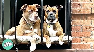 Two Bullies Posing For Pics in Window. They've Become Local Celebs | Cuddle Buddies