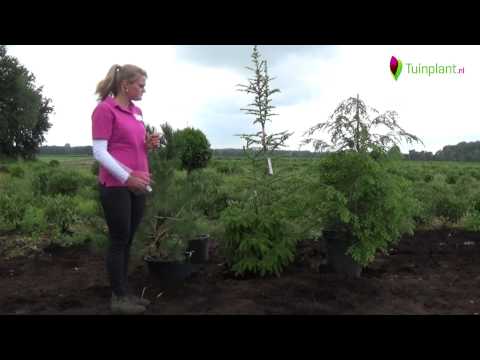 Video: Hoe plant jy 'n naaldboomtuin?