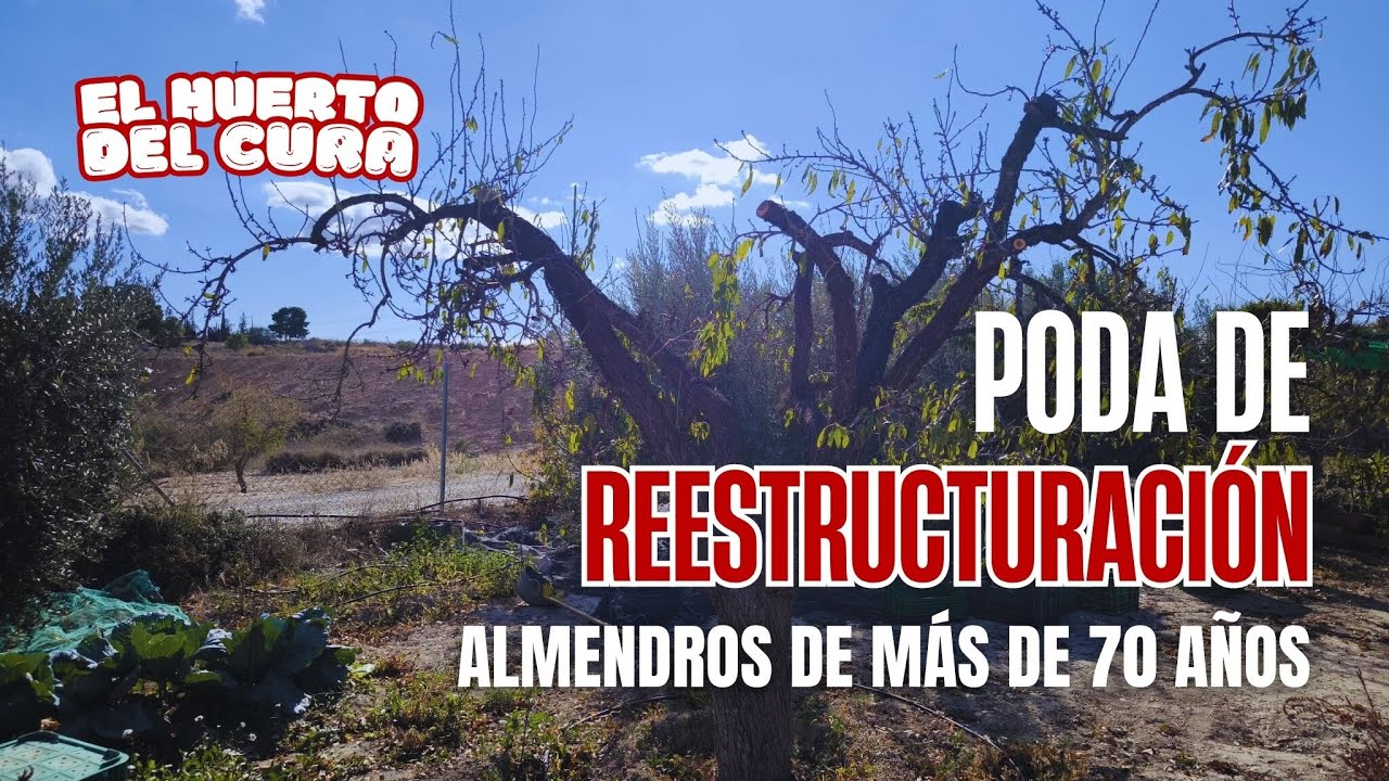 Poda de reestructuración en almendros muy viejos 🌰 | Recuperando árboles con más de 70 años