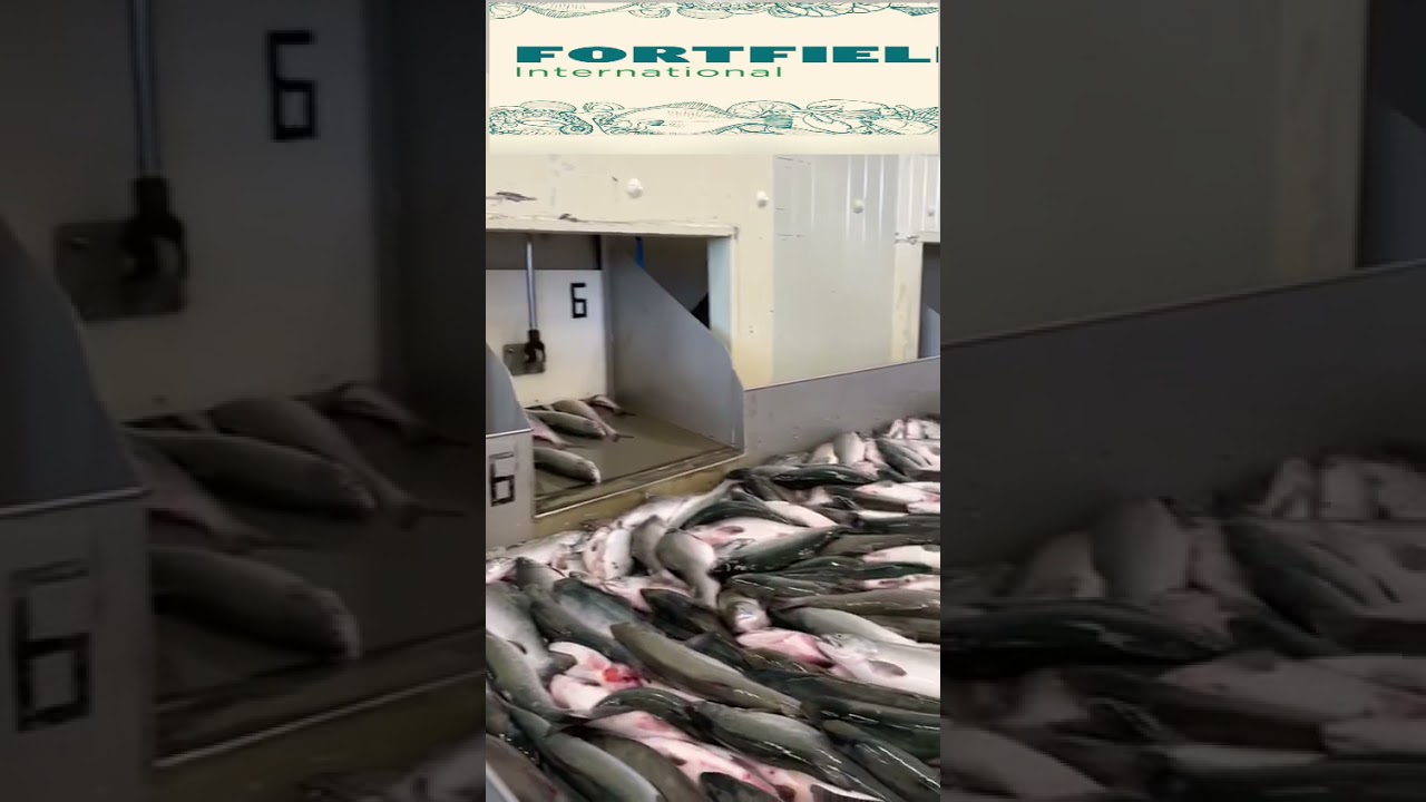 Fresh salmon process mia@fortfieldint.com