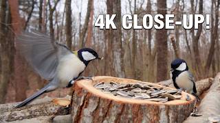 Immersive 4K Nature: Wide-Angle Bird Feeder Close-Up | Virtual Window ASMR