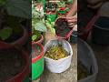 🌱 How to Grow Huge Chilli Plants in Plastic Cement Bags 🌶️ #shorts #gardening #chilliplant #plants