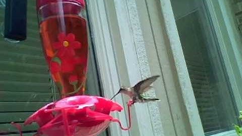 Raspberry Pi Based Video Surveillance of Hummingbird Feeder