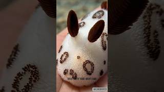 This Sea  Bunny — Steals Poison from Everything it Eats #animalfacts # cute