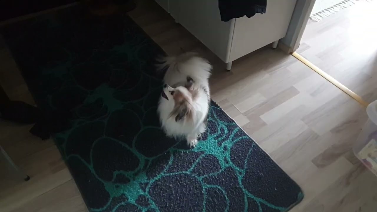 🐶 Lunan reaktio kun isäntä tulee kotiin 🐶