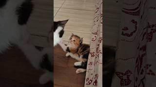 #cat