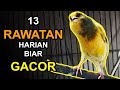 13 Rawatan Harian Kenari agar Gacor Tahan Lama