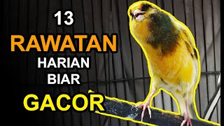 13 Rawatan Harian Kenari agar Gacor Tahan Lama