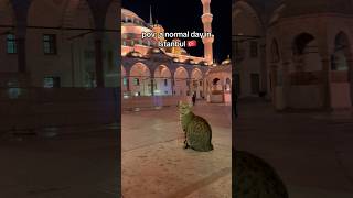 Cats Of Istanbul Ünyasi