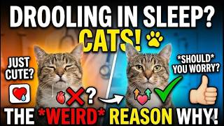 Why Does My Cat Drool When Sleeping?
