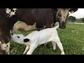 Farmer Features: Brattset Family Farms
