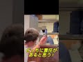 注文ミス→店のせいにして恫喝する男 #ドラレコ #事故 #喧嘩 #クレーム #dqn #警察