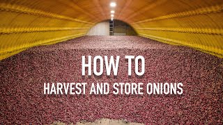 Amazing How We Harvest And Store Onions In The Farm  ShayFarmKid Series, Episode 4 Owyhee Produce