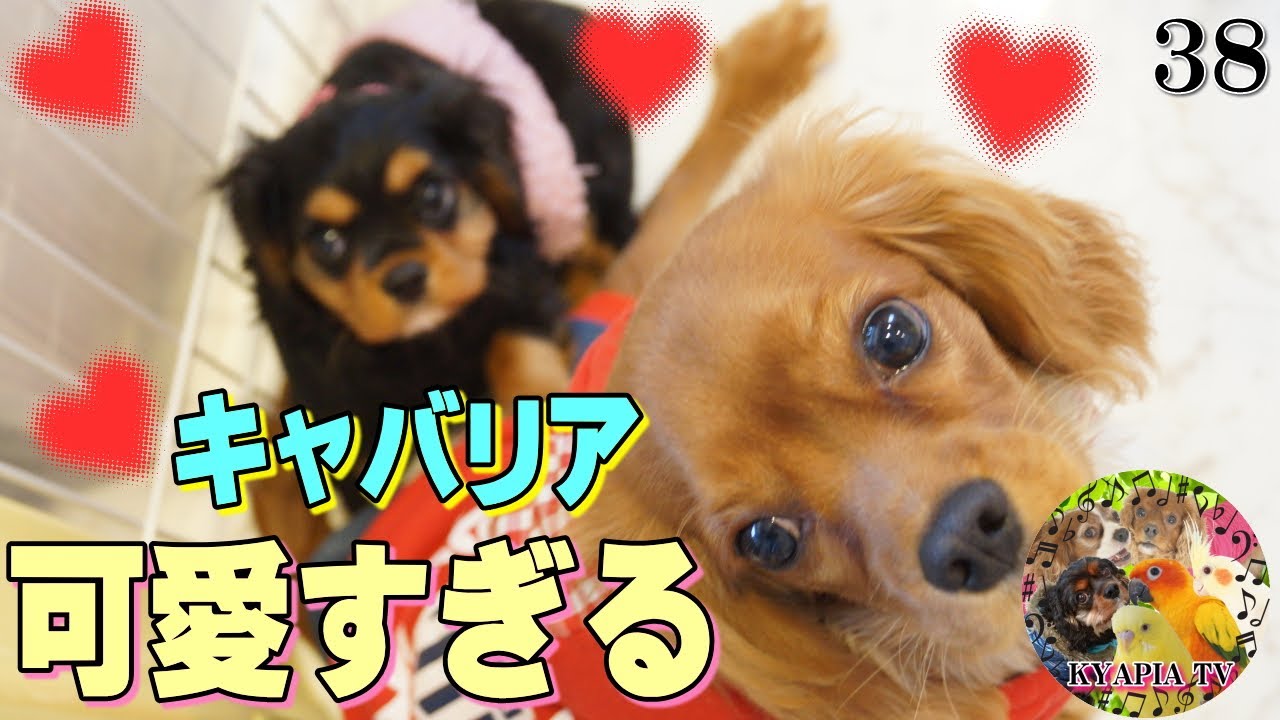 キャバリア子犬 飼いたくなっちゃう動画 38 かわいいおもしろい動物ペット癒し動画 Youtube