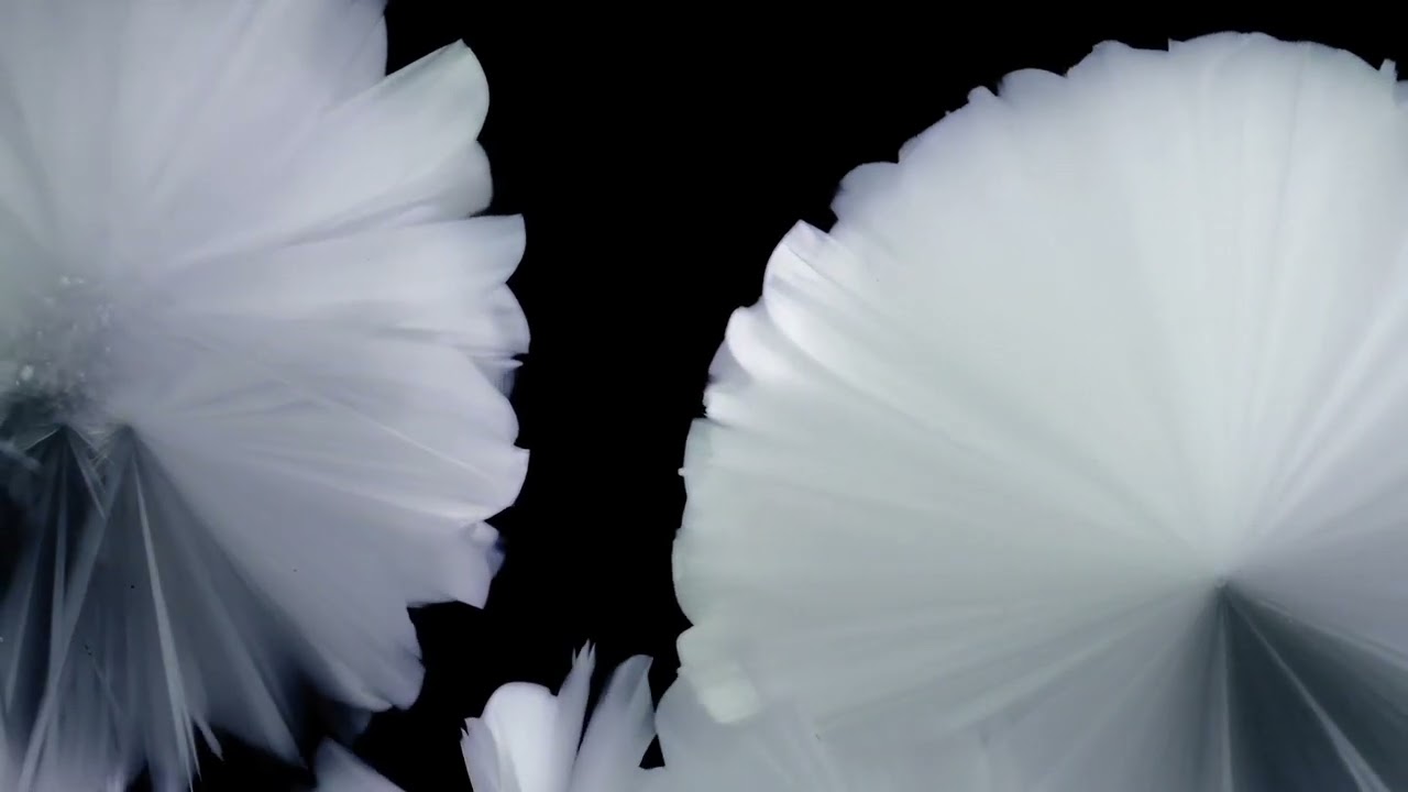 Beautiful microphotography by artist Thomas Blanchard