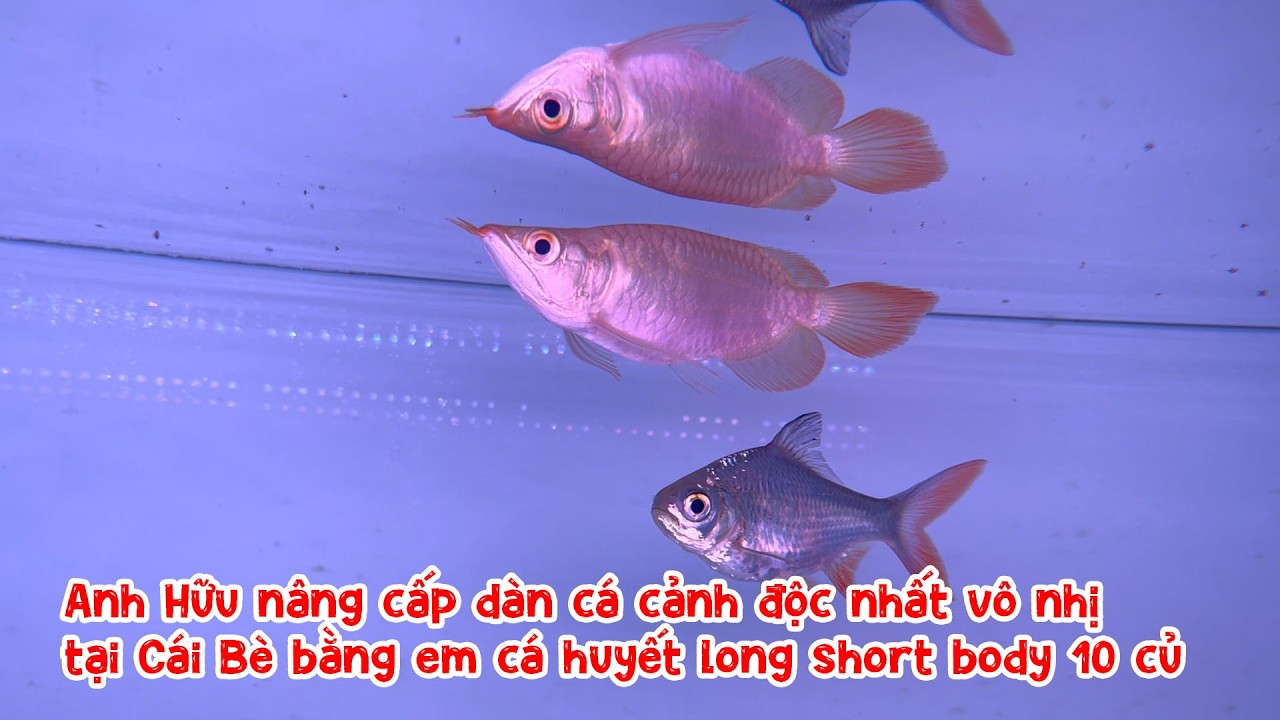 Anh Hữu nâng cấp dàn cá cảnh độc nhất vô nhị tại Cái Bè bằng em cá huyết long short body 10 củ