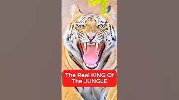 Why the Tiger is the real King part 1 #shorts