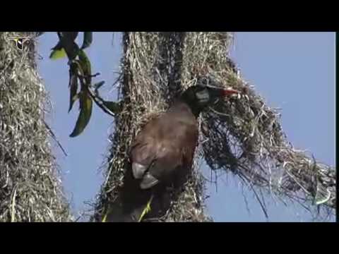The Montezuma Oropendola's Hanging Nest