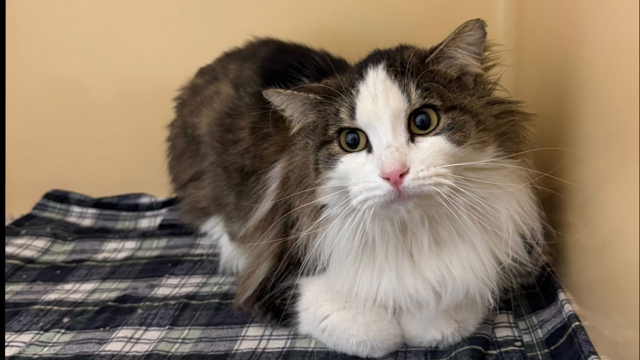 New arrivals to the shelter