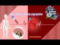 The Circulatory System | Human Circulatory System in Minutes | for Students | creative bloom