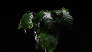 Sample - Motion Plant Background screenshot 3