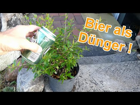 Bier als Dnger fr Pflanzen - Rosen, Tomaten, Zierpflanzen, Zimmerpflanzen  & Blumen mit Bier dngen - YouTube