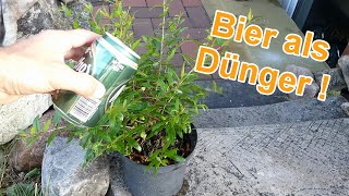Bier als Dnger fr Pflanzen - Rosen, Tomaten, Zierpflanzen, Zimmerpflanzen  & Blumen mit Bier dngen