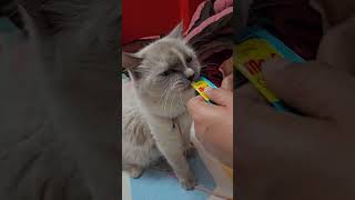 Blue Robin 💙 eye  |  #cutekittens#cutecat#catlover #cats #petlovers #persiancat#pets #viral #shorts