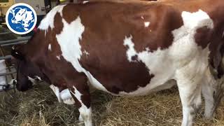 Pure Red Holstein Heifers