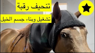 تجهيز الخيل 🐎 و العمل الصباحي بالاسطبل